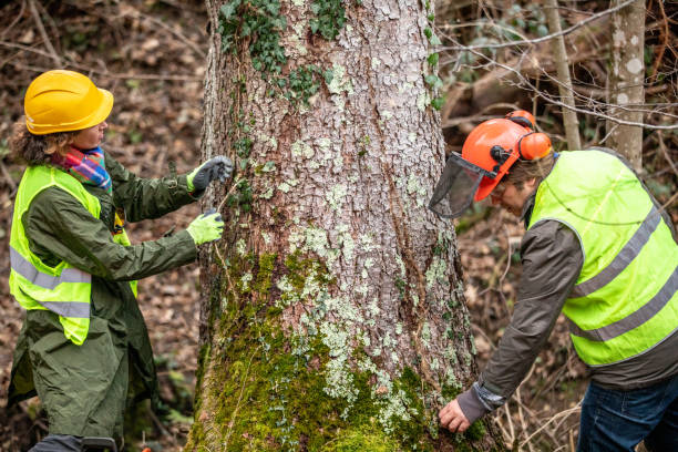 How Our Tree Care Process Works  in  Yacolt, WA