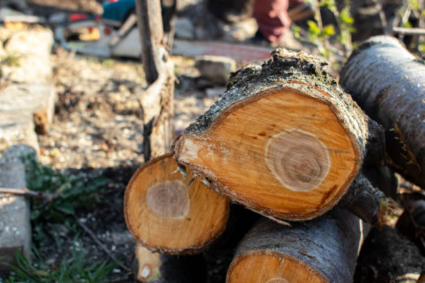Yacolt, WA Tree Care Company