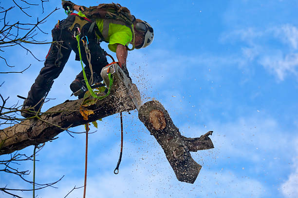Best Fruit Tree Pruning  in Yacolt, WA